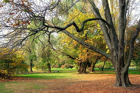 bare tree near grass field during daytime, autumn, fall, garden HD wallpaper