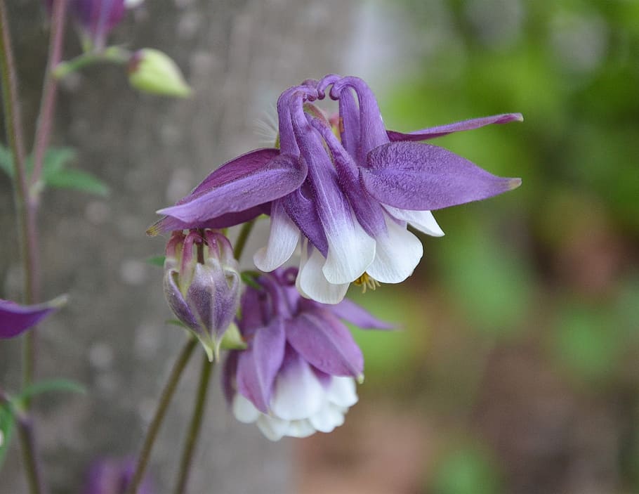 Wild, Flower, Spring, Nature, Plant, blooming, wild flowers HD wallpaper