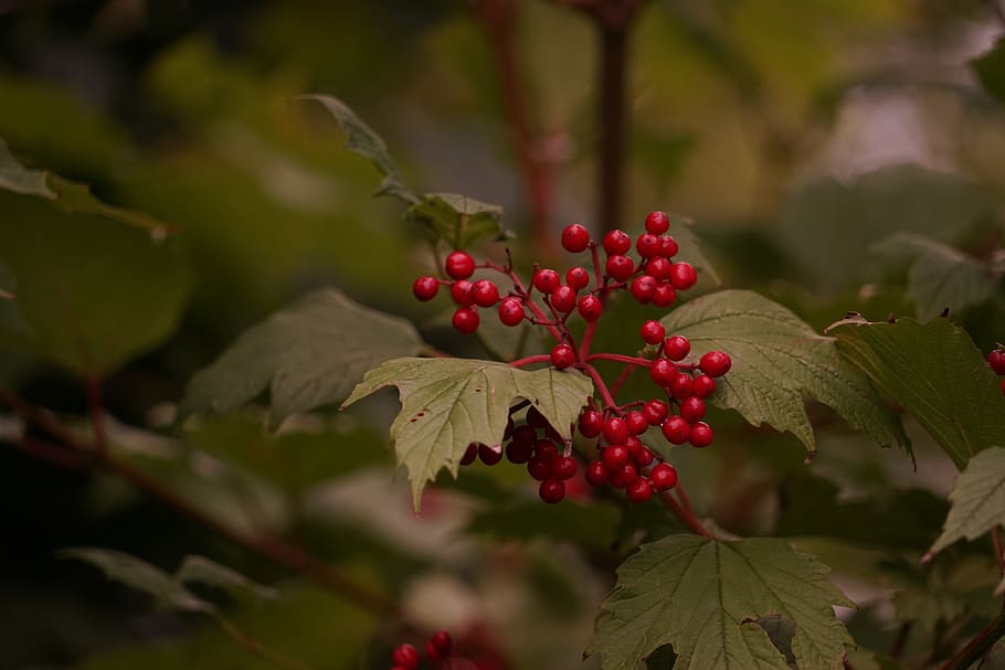berries, red, tree, berry red, plant, wild berries, food and drink HD wallpaper