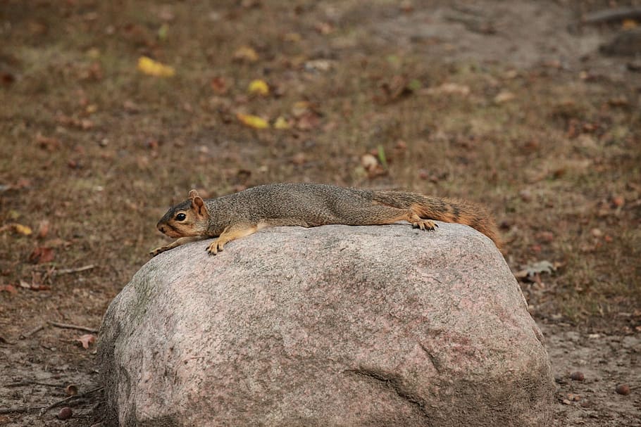 squirrel, rock, nature, laying down, rodent, animal, wildlife HD wallpaper