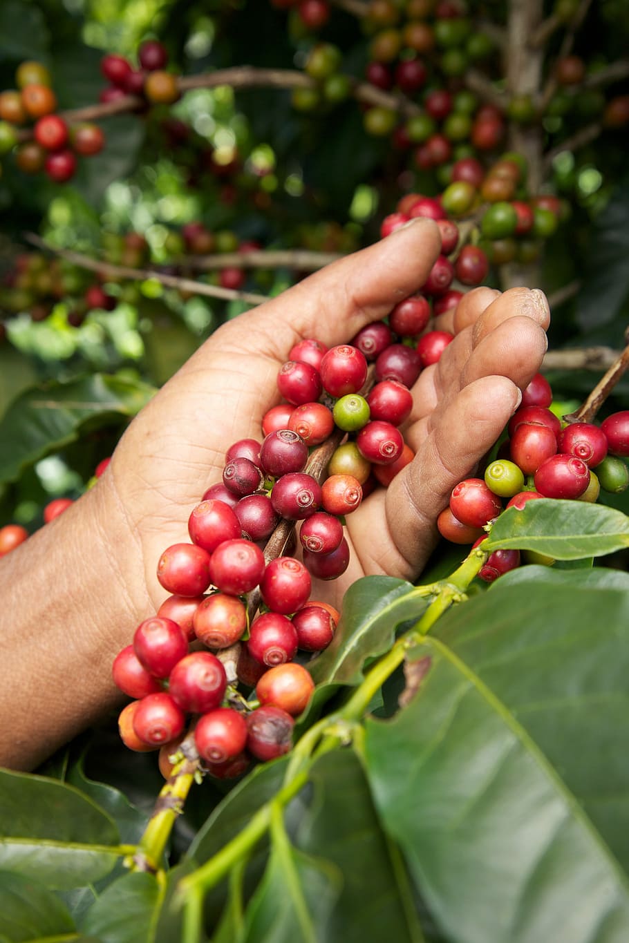 person holding coffee beans, sugar, fruit, food, agriculture