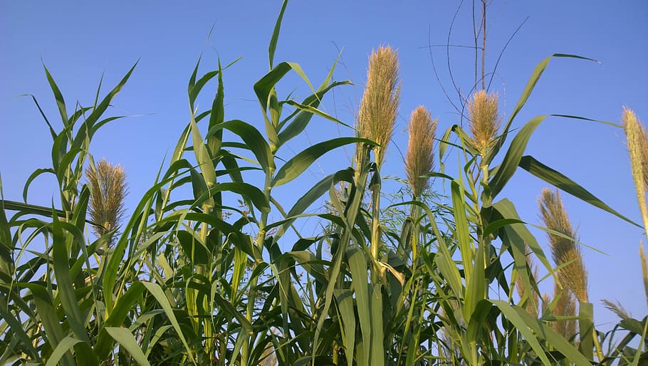 Lake, Riverside, agriculture, crop, cereal plant, farm, growth HD wallpaper