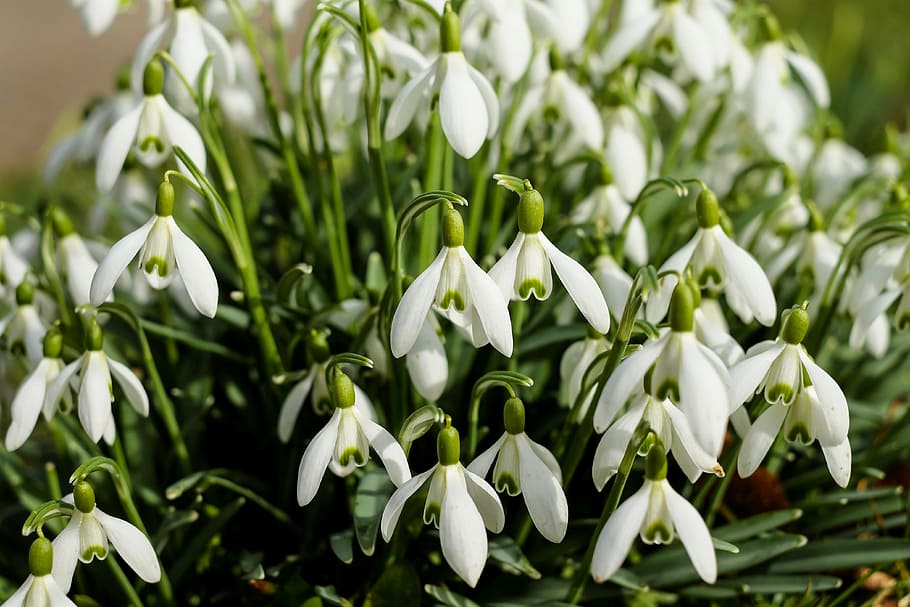 white flowers photography, snowdrop, bloom, early bloomer, plant HD wallpaper