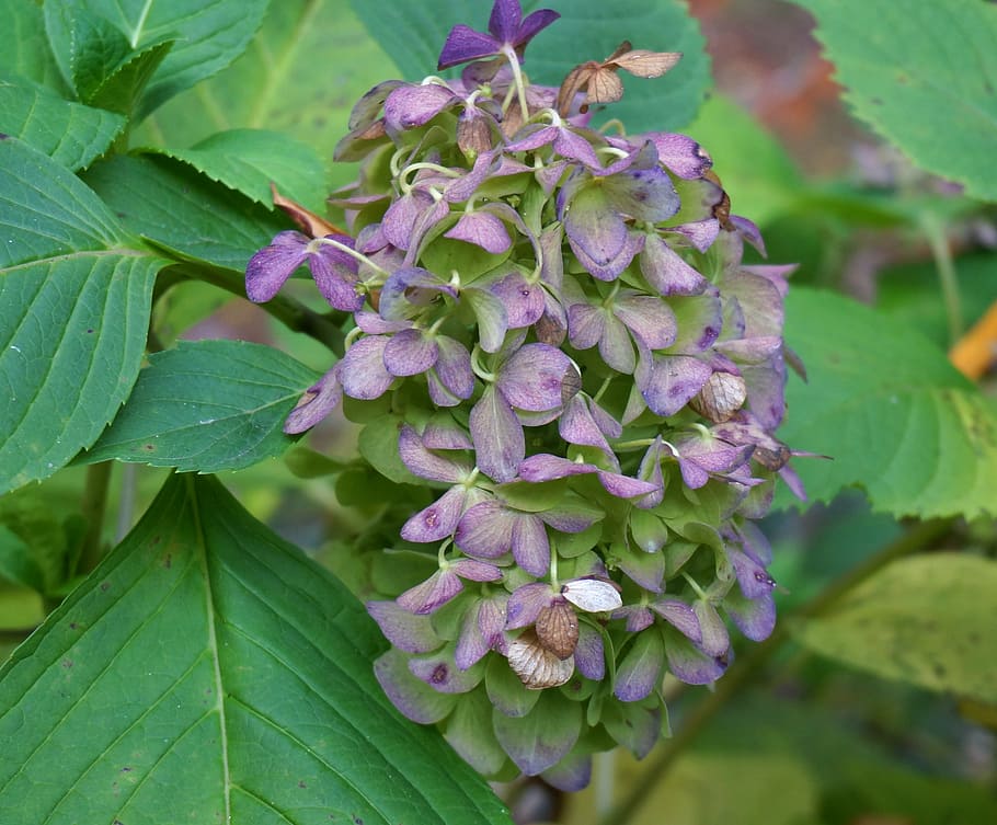 fall hydrangea, plant, nature, shrub, blossom, bloom, dried HD wallpaper