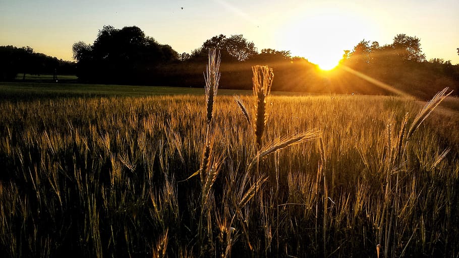 sunset, cornfield, landscape, lighting, abendstimmung, sunlight HD wallpaper