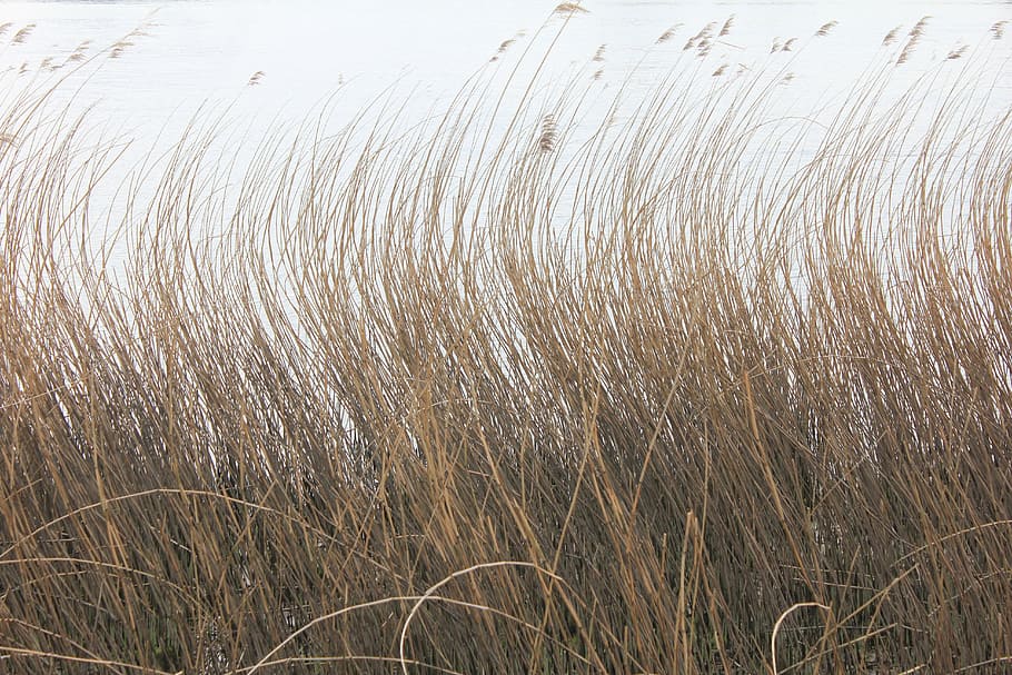 reed, wind, wavy, landscape, plant, field, agriculture, nature HD wallpaper