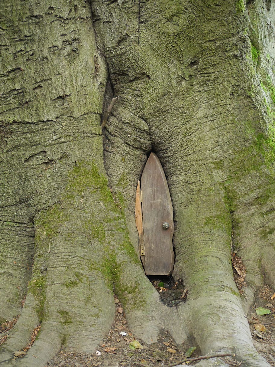 gray wooden door in tree trunk, elf, fairy, nature, magic, entrance HD wallpaper
