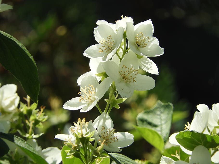White, Bloom, Plant, jasmin, summer, blossom, flower, white color HD wallpaper