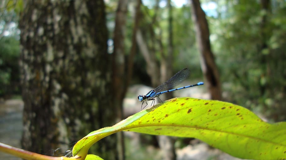 Dragonfly, Anisoptera, Epiprocta, one animal, animal themes HD wallpaper