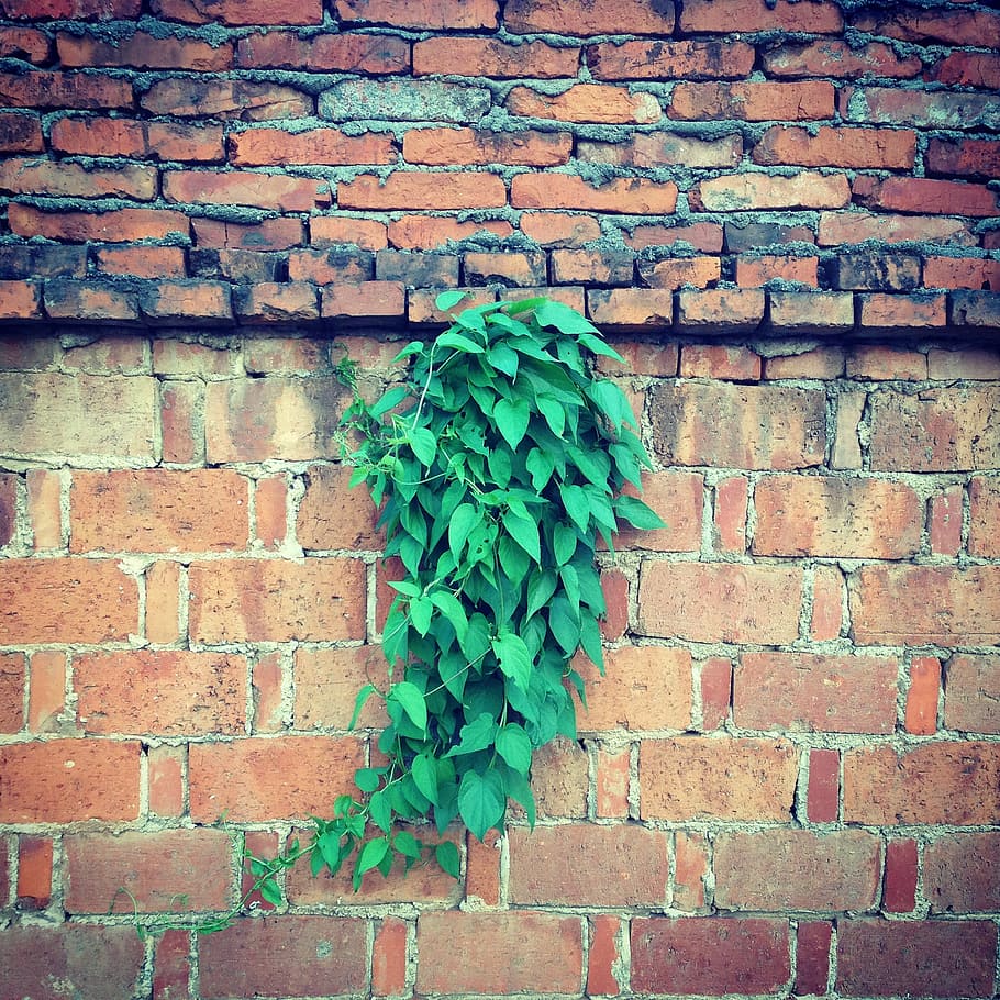 red walls, green leaf, dawn, brick wall, wall - building feature HD wallpaper