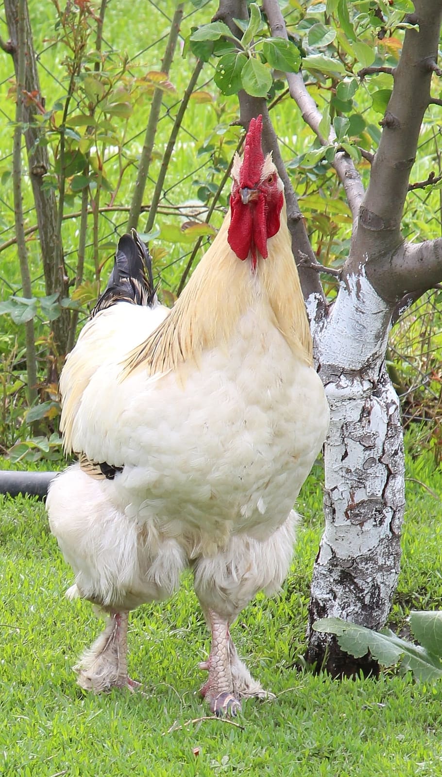 hahn, white, red, poultry, bird, nature, gockel, country life HD wallpaper