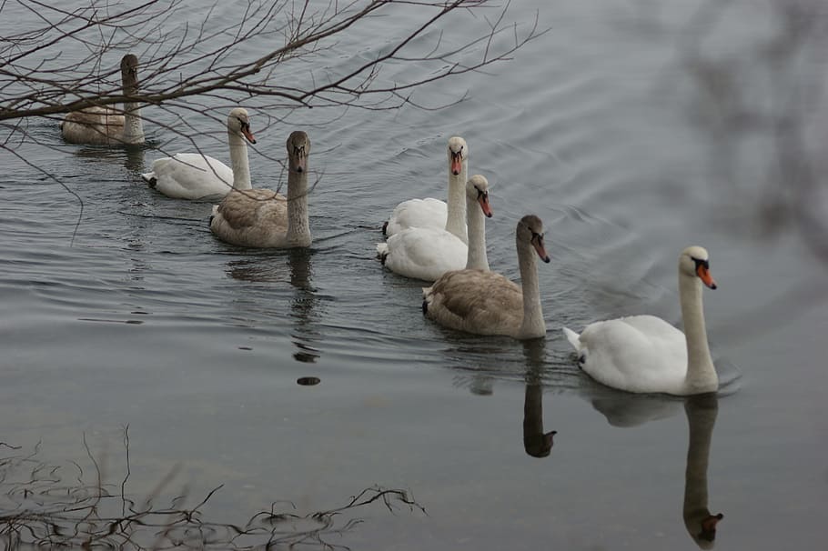 Swans, Winter, Cold, Lake, Swim, water bird, frost, nature HD wallpaper