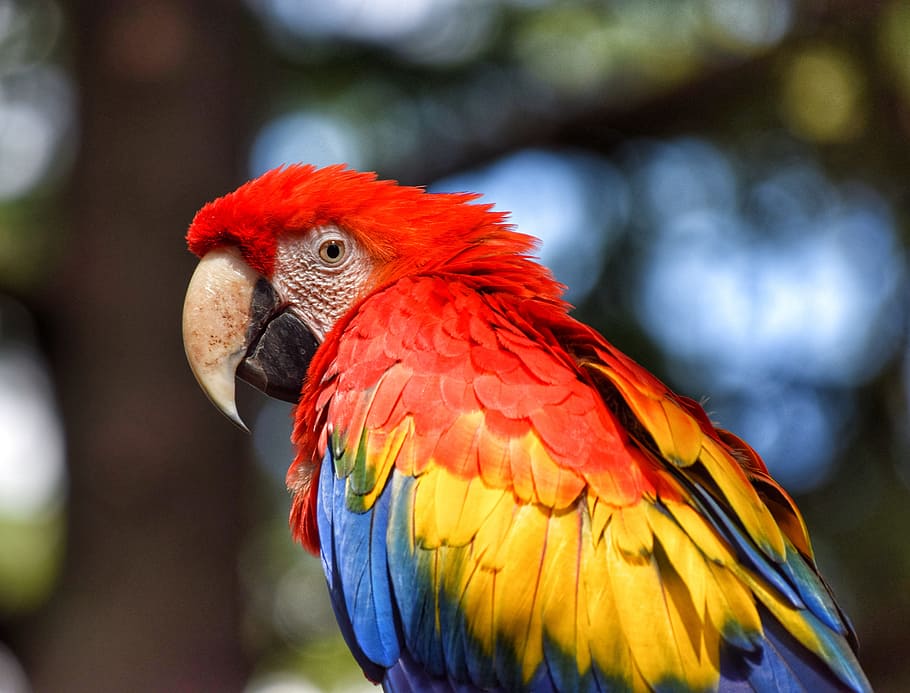 macro shot photography of red and yellow bird, parrot, volatile HD wallpaper