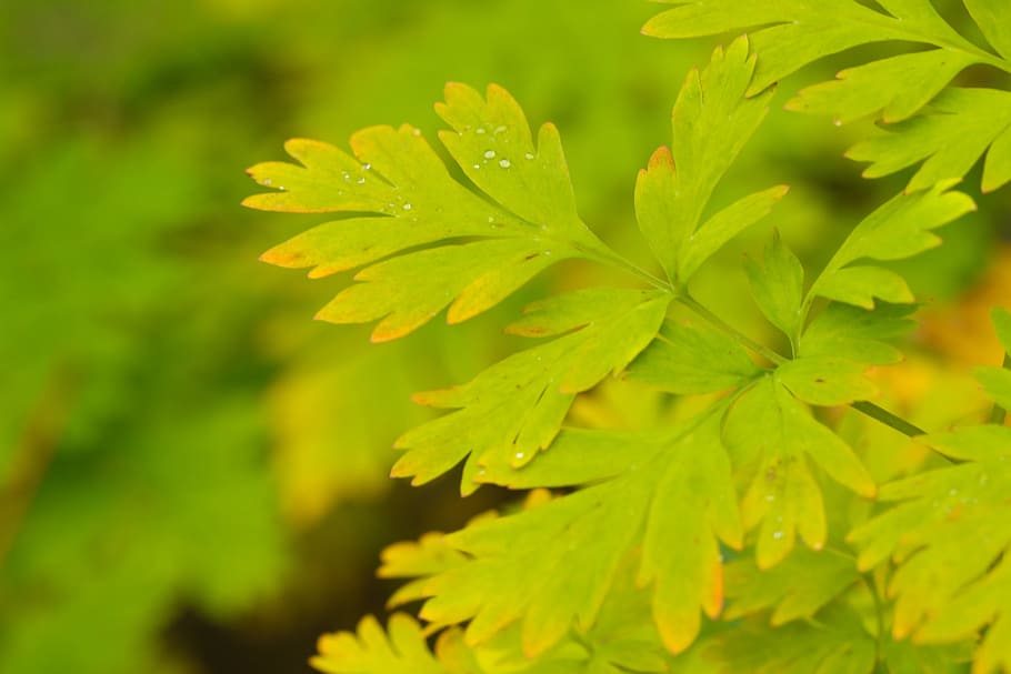 green, leaf, yellow, autumn leafs, nature, fall, plant, green color HD wallpaper