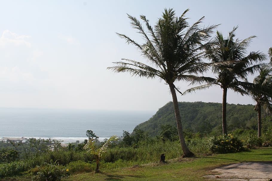 nature, palm tree, landscape, plant, sea, water, sky, tropical climate HD wallpaper