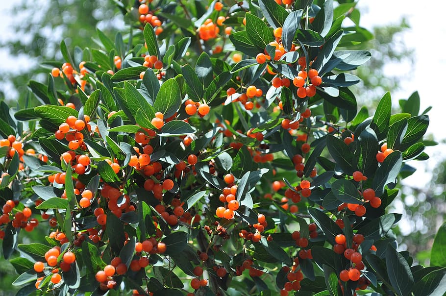 nature, berry, tree, green, fruit, in the summer time, growth HD wallpaper