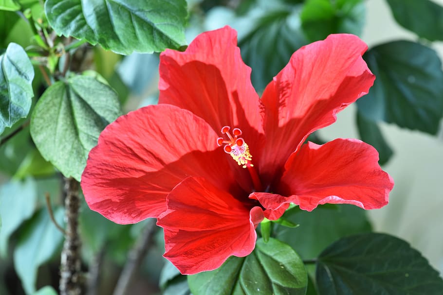 hibiscus rose-sinensis, injury phone, hawaiian hibiscus, screen and no change, HD wallpaper