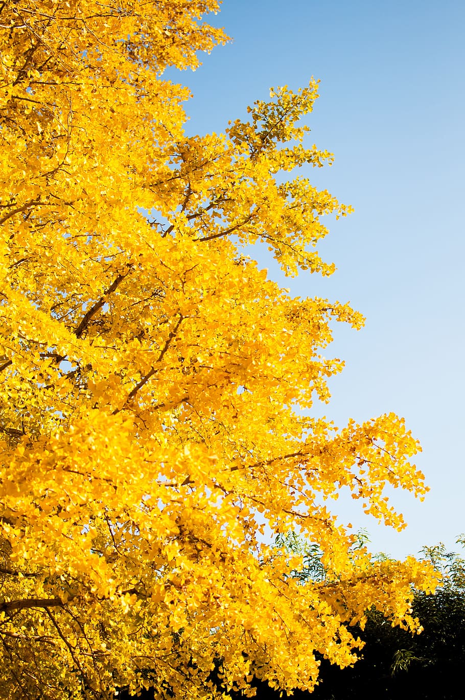 ginkgo biloba, autumnal leaves, landscape, sky, yellow, plant, HD wallpaper