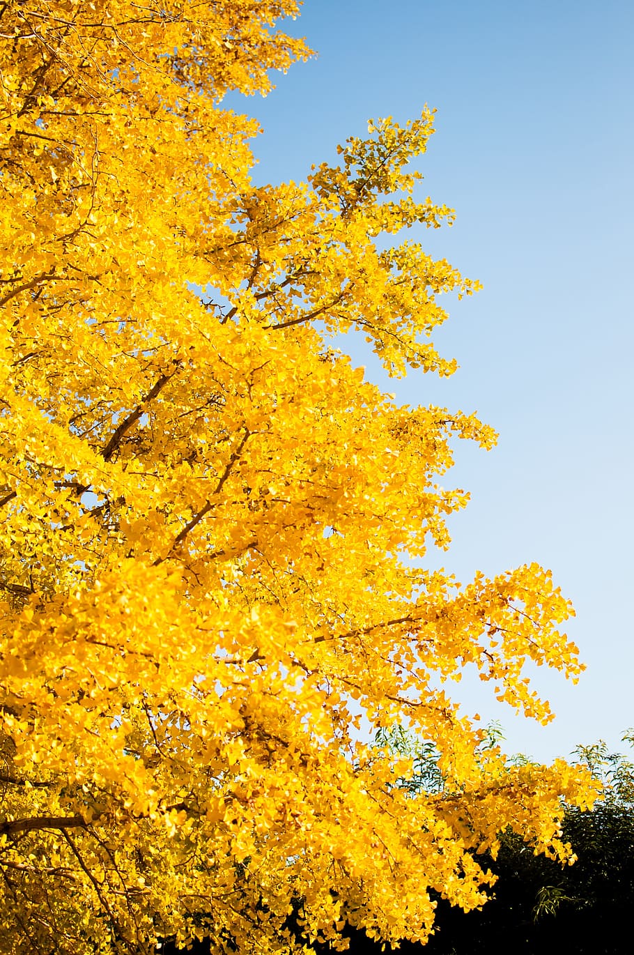 GINKGO BLUE Scalamandre