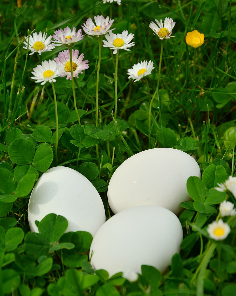 egg, white eggs, meadow, klee, daisy, of course, bio, chicken eggs HD wallpaper