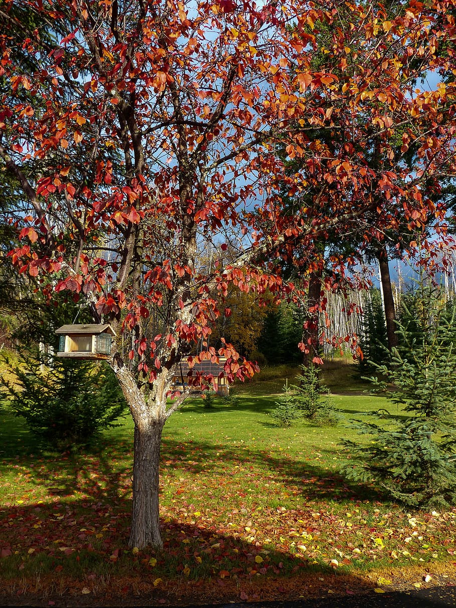 autumn, fall, red, leaves, tree, garden, bird house, nature HD wallpaper