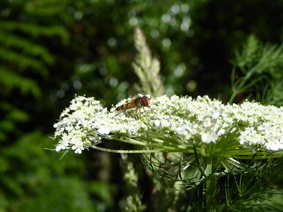 Insect, Fly, Bee, Flowers, Wing, Macro, animals, close, nature HD wallpaper