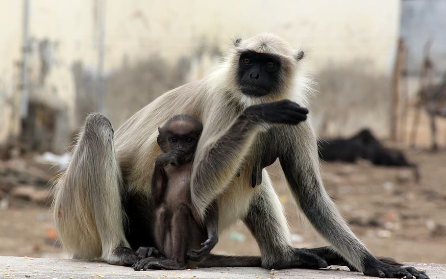 monkey, primate, mammal, wildlife, nature, baby monkey, infant monkey HD wallpaper