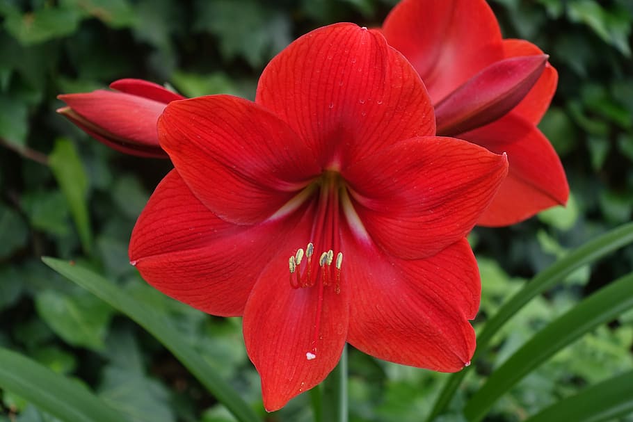 red, flower, nature, flora, garden, leaf, flowering plant, petal HD wallpaper