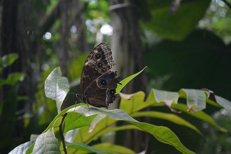 butterfly, sefton, insects, animals in the wild, plant, animal wildlife HD wallpaper