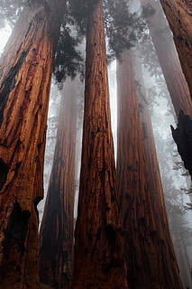 worm's-eye view photography of forest, low angle photograph of trees in mist HD wallpaper