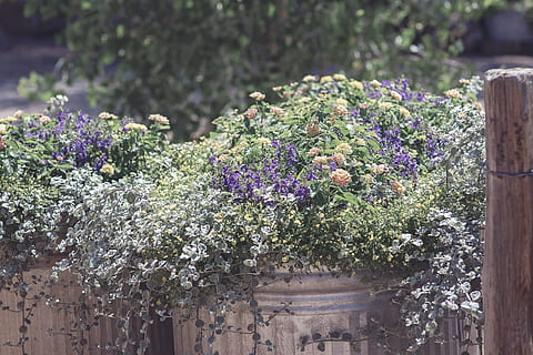 white and purple flowers in grey vases at daytime, rustic, spring HD wallpaper