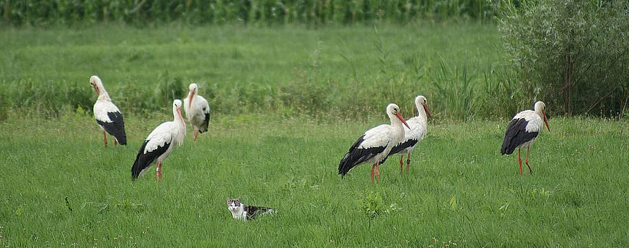 storks, cat, polder, bird, animal themes, group of animals HD wallpaper