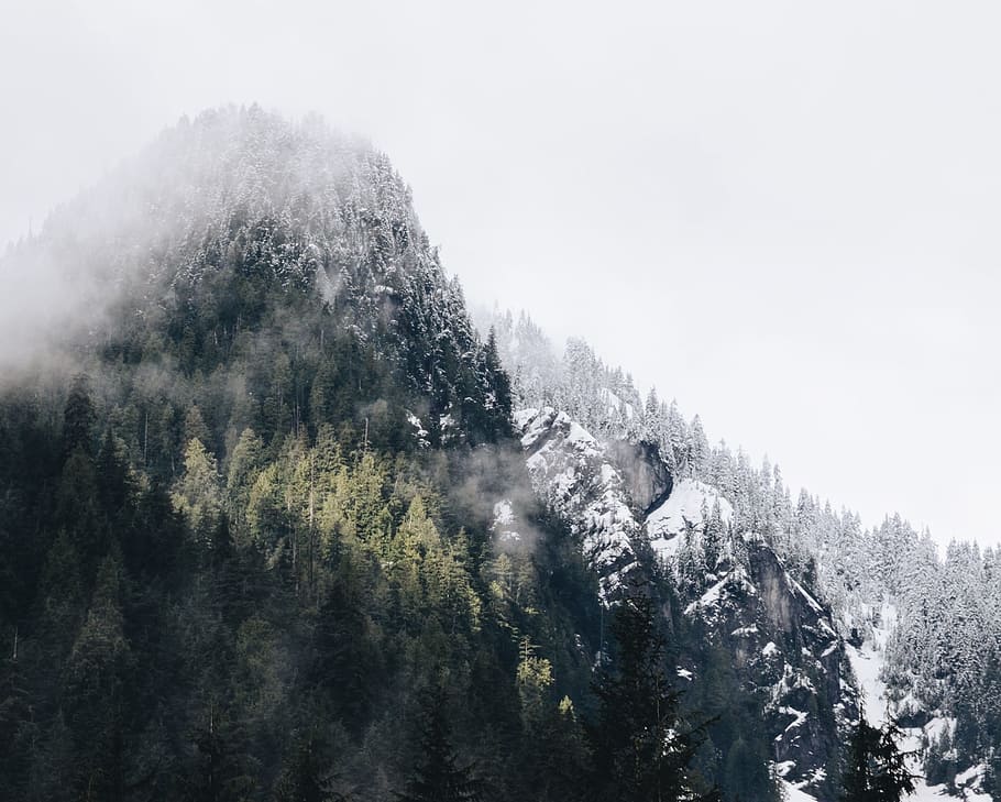 trees covered with snow, trees covered mountain under sunny sky HD wallpaper