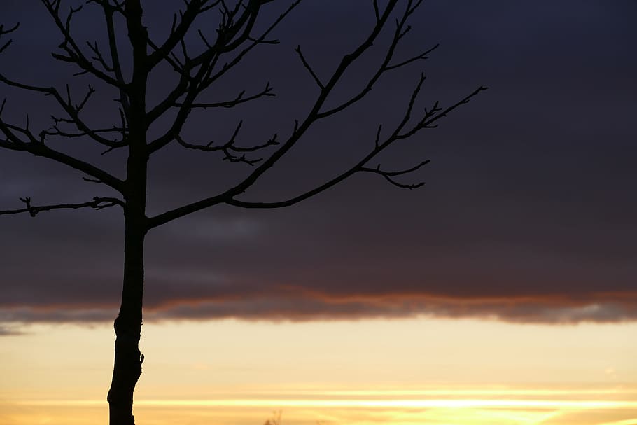 silhouette, nature, sunset, sky, tree, dusk, evening, beauty in nature HD wallpaper