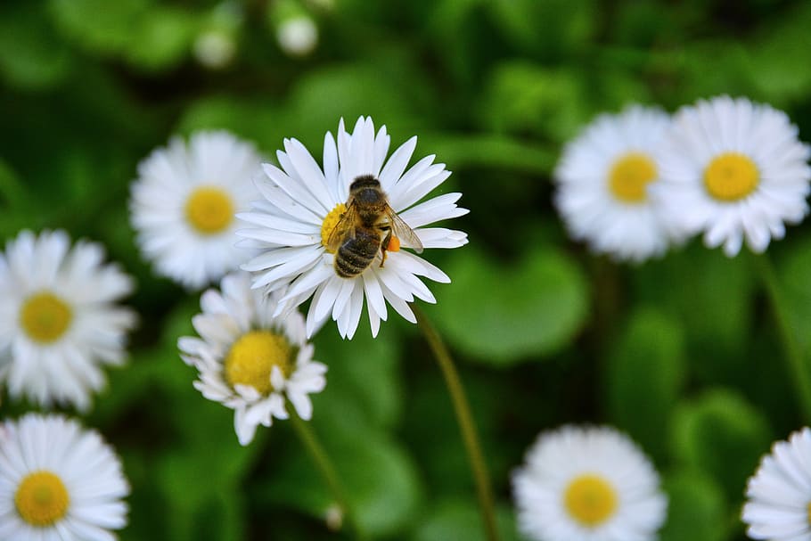 flowers, bee, forage, insects, plant, nature, pollinator, marguerite HD wallpaper