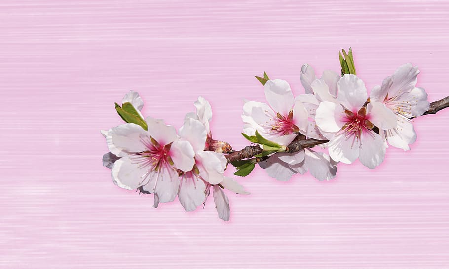 white and red petaled flowers on pink board, nature, plant, almond blossom, HD wallpaper