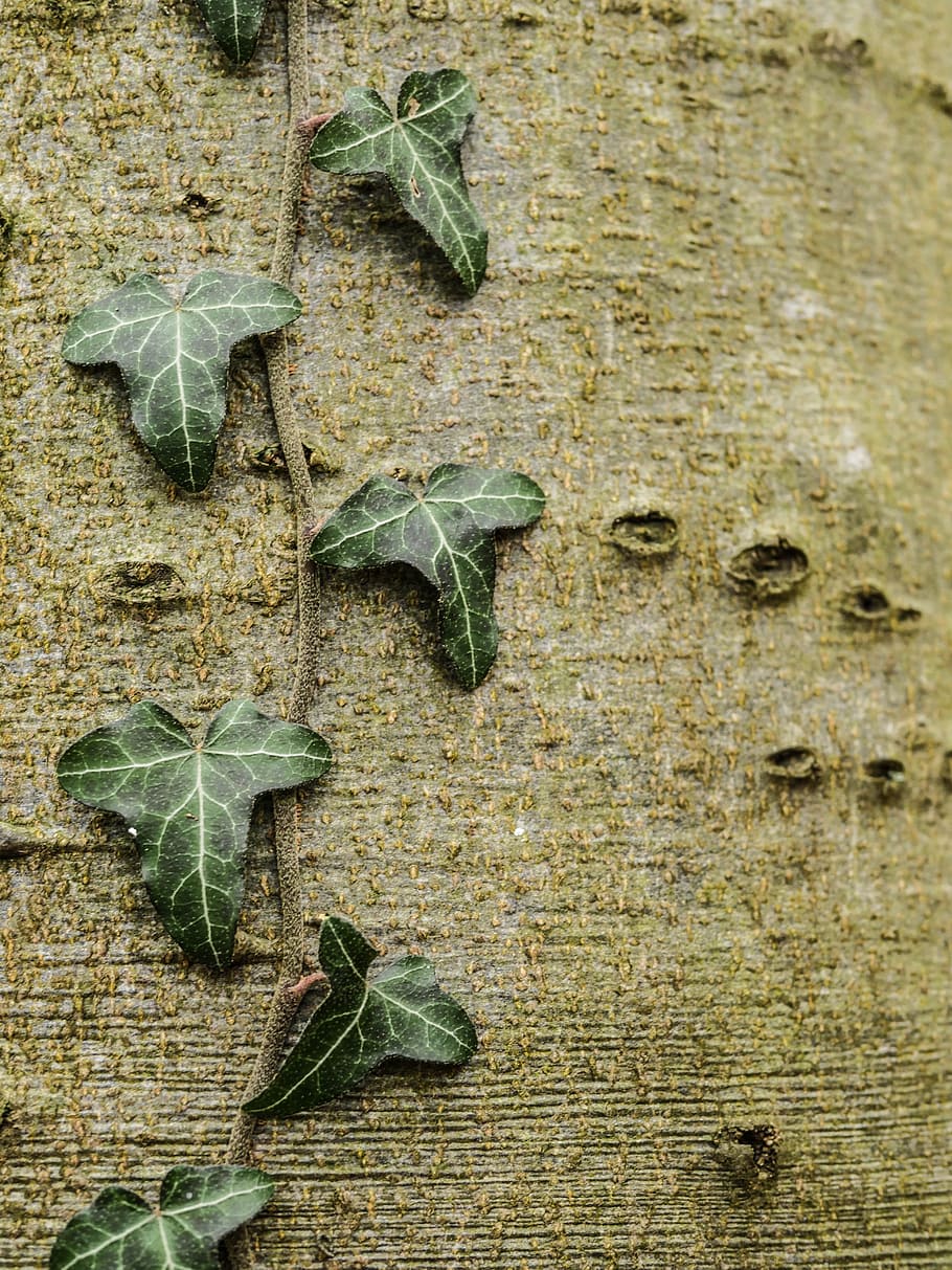 alder, ivy, tribe, tree, nature, bark, quiet, still, leaves, HD wallpaper