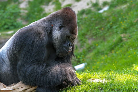 shallow focus photography of gorilla, monkey, animal world HD wallpaper