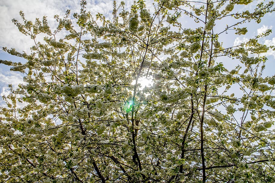 blossoms, sun, flowers, tree, growth, cherry, sunbeam, plant HD wallpaper