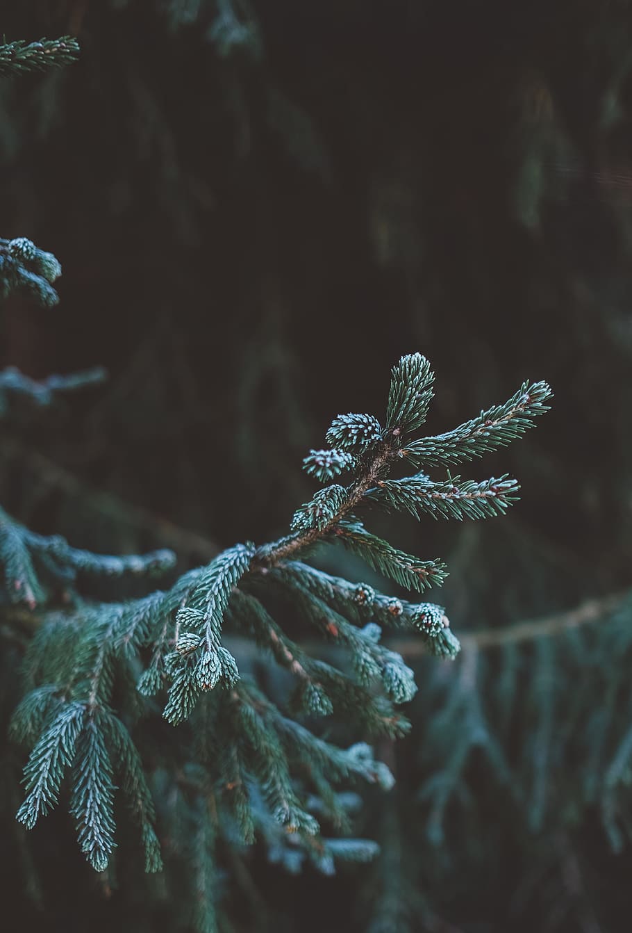 plants, tree, pine, forest, nature, green, cold temperature HD wallpaper