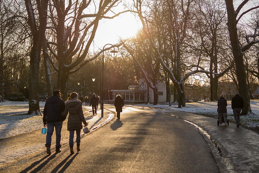 people walking on road near trees, park, winter, cold, sun HD wallpaper