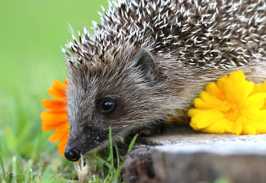 brown hedgehog, stump, scratchy, curiosity, cute, garden, snout HD wallpaper