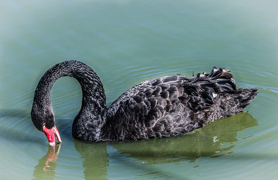 black swan feeding, cygnus atratus, water bird, fly, wings