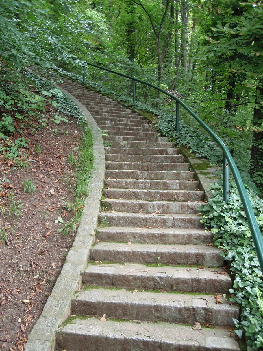 Walking green. Трава ступеньки. Ступенчатые леса. Растение лестница любви. Ступенчатые леса ступенчатые леса.