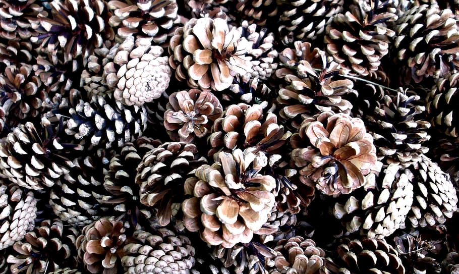pine cones, tree, nature, brown, pine nuts, full frame, backgrounds HD wallpaper