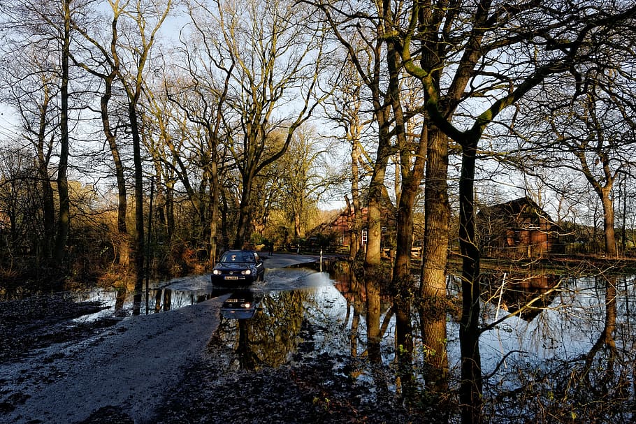oste, low stuff, flood, river, nature, tree, waters, landscape HD wallpaper
