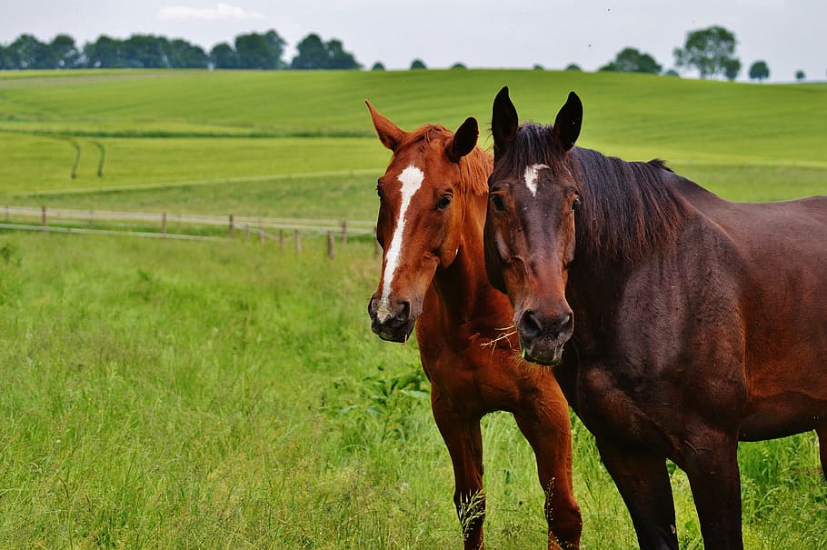 two brown goats on grass field, horses, for two, coupling, stallion HD wallpaper