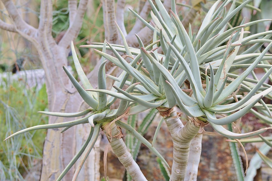 Agave, Cactus, Succulent, Spur, prickly, green, desert, plant HD wallpaper