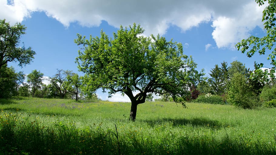 green leafed tree on grass field, nature, landscape, meadow HD wallpaper