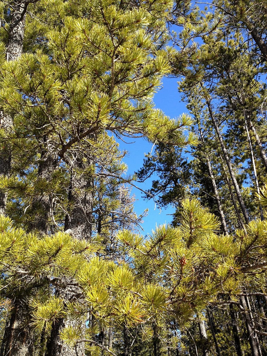 pine trees, sky view with trees, nature, landscape, forest HD wallpaper